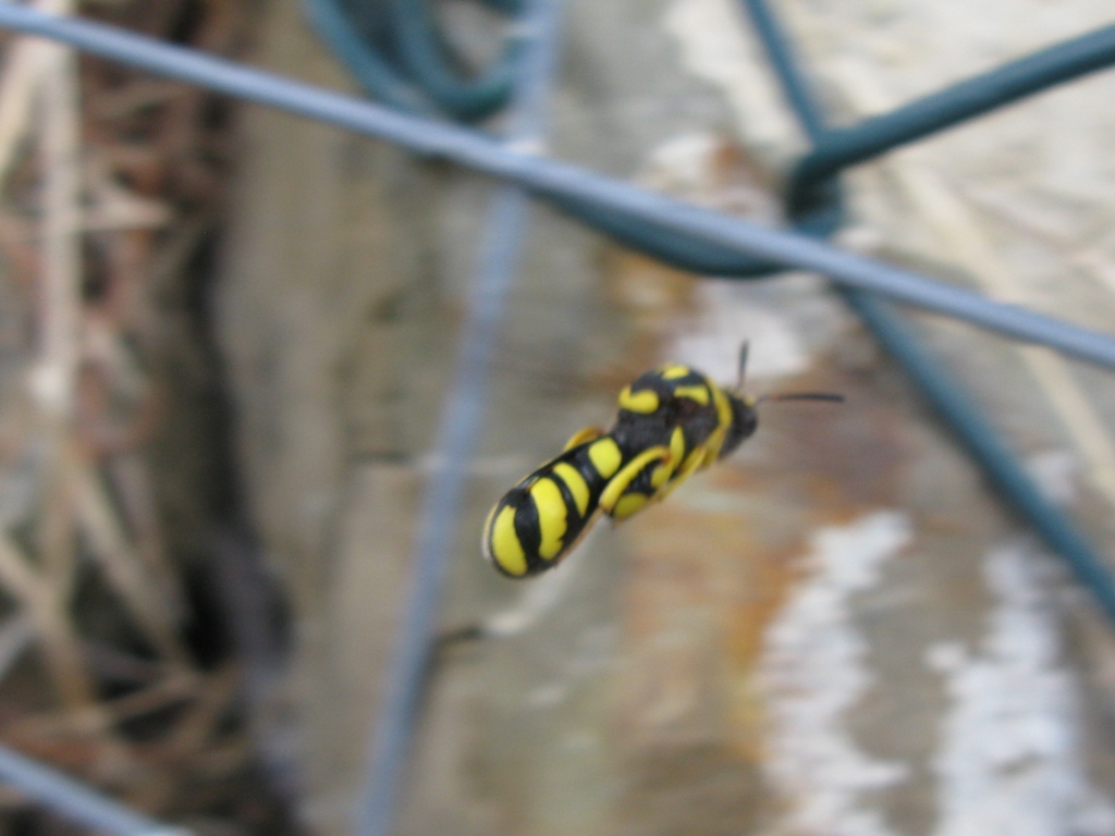 Mi confermate leucospis intermedia?